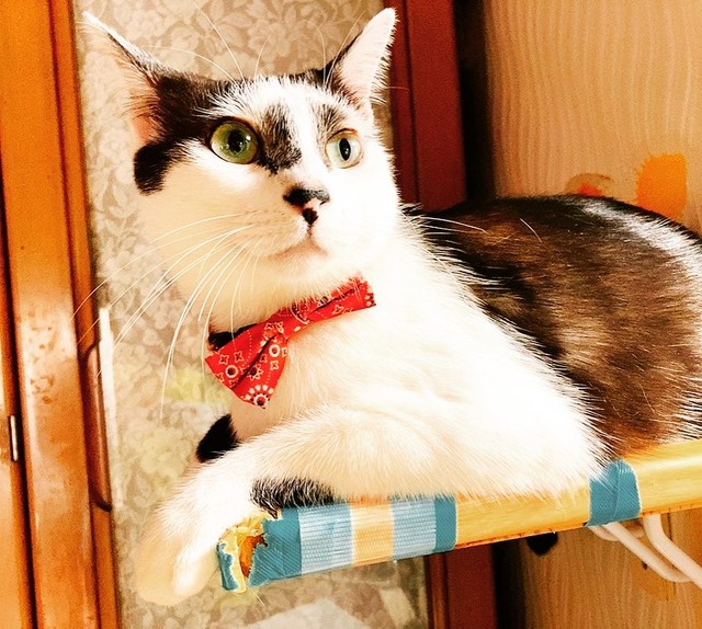 凛とした表情の美猫です