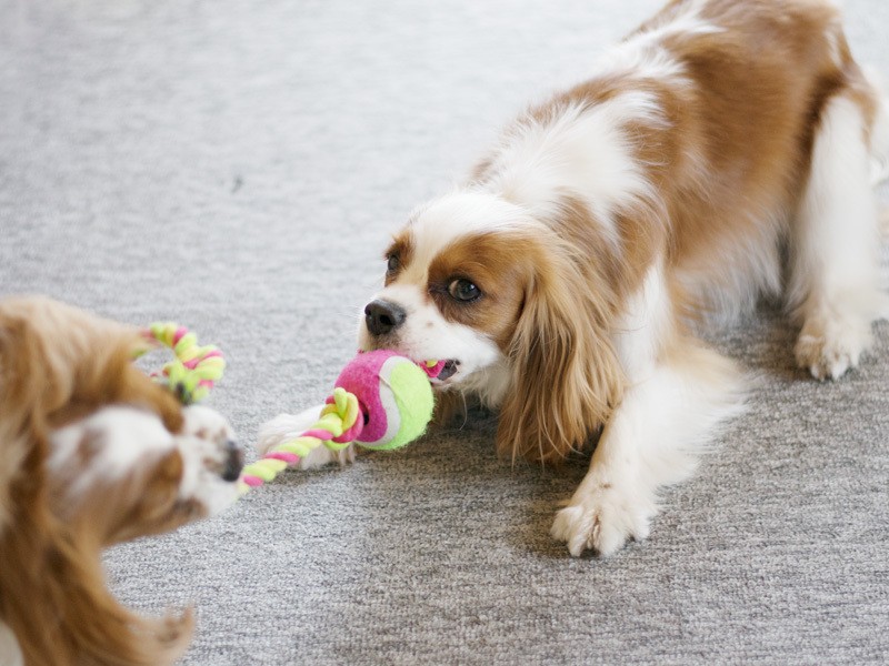 「こんにちはハルです、いま忙しいから後でね」（小林写函撮影）