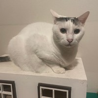 おかっぱ頭が可愛いウーちゃん＝いつでもどこでも猫まみれさん（@moon09_take）提供