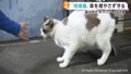 地域猫と共生を