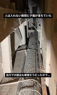 人は入れいない隙間に子猫が落ちてしまった・・・