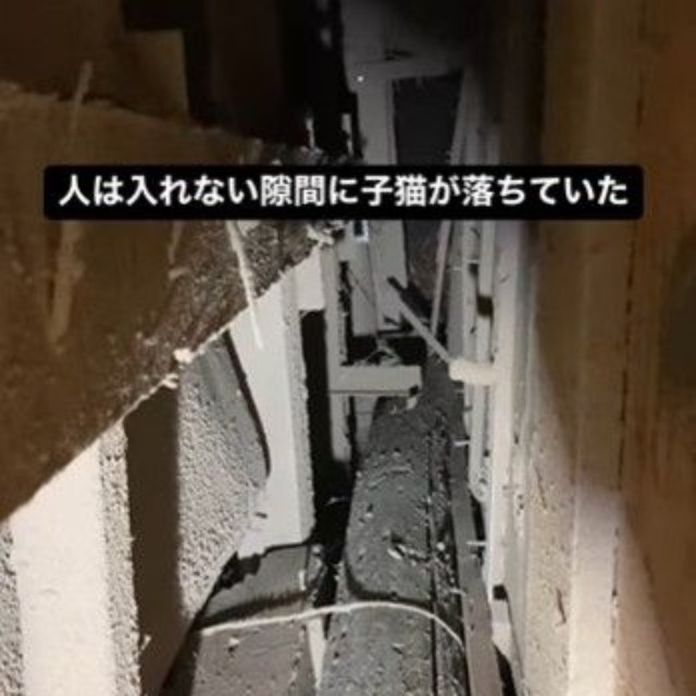 人は入れいない隙間に子猫が落ちてしまった・・・