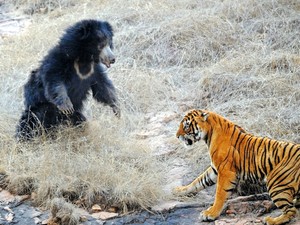 インドのクマはトラと戦う　身に付けた「攻撃は最大の防御」の習性がヒトを襲う悲劇に