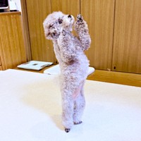 まるで人間の子ども！？ 二足立ちをするエマちゃん（画像提供：エマです！さん）