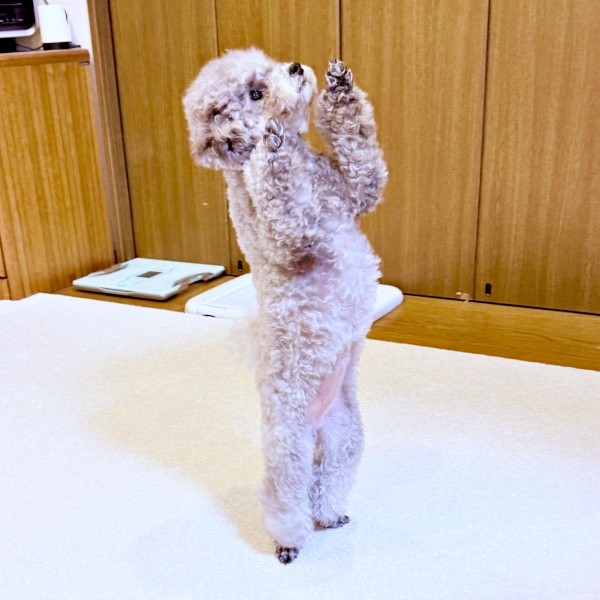 まるで人間の子ども！？ 二足立ちをするエマちゃん（画像提供：エマです！さん）