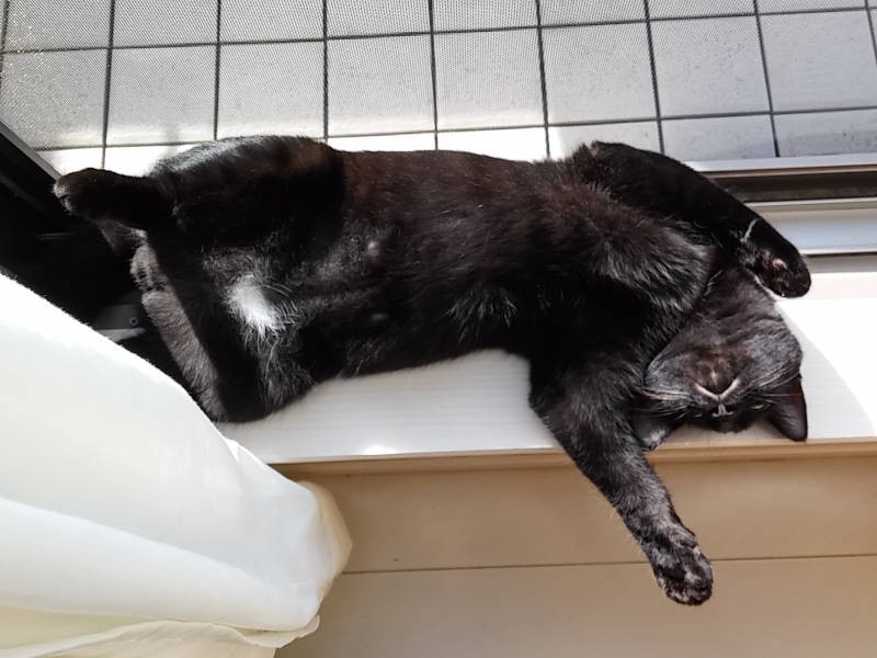 警戒心ゼロでだらーん