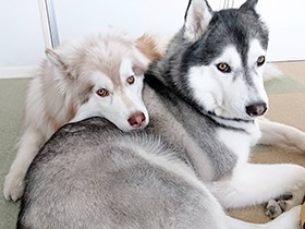 シベリアンハスキーの兄弟　アーディとツイール　名前はドイツ語