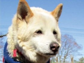 先に老いる犬たち　最期まで飼う喜びと覚悟、考えさせる２冊