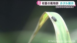 仙台うみの杜水族館でホタルの展示が始まる　６年前から繁殖に取り組む