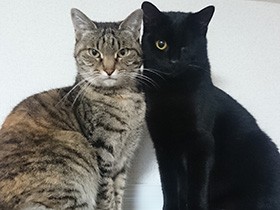 家に迎えた猫「店に返したい」　土下座して頼んだ青年が選んだ道