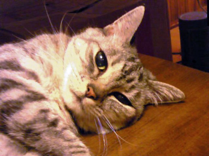 新顔ユーリさん。ココにそっくりな女の子でした。ココがボスになった後も、マイペースでした