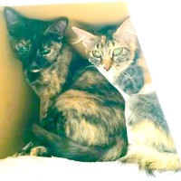 お迎え当日、箱の中に隠れた（左から）りりちゃんとつくしちゃん（画像提供：りりつくさん）