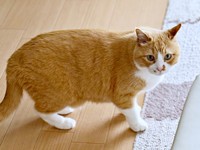 涼しげな表情がかっこいいさんてくん（画像提供：さにたすさんてちくわ丸の人さん）