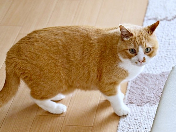 涼しげな表情がかっこいいさんてくん（画像提供：さにたすさんてちくわ丸の人さん）