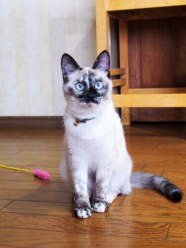 おもちゃを投げるとくわえて走ってくる