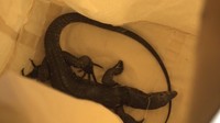 捕獲されたトカゲ