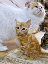 大きな猫に甘えるのが大好きなこっこくん（画像提供：猫カフェmfmf／横浜駅さん）