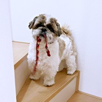 飼い主さんが帰宅したらーー散歩の準備万端だったたぬきちくん（画像提供：大きいシーズーたぬきちさん）