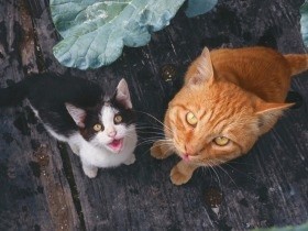 美しい日本の風景と、猫と、人と　岩合さん写真集「自由ネコ」