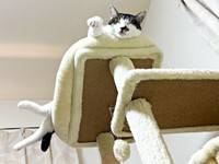 キャットタワーの一番上で眠るポルくん（画像提供：ポルさん）