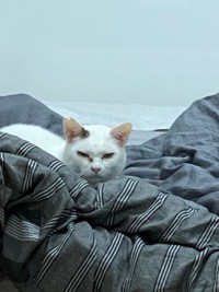 帰宅するとたにゃさんのベッドで寝ていた＝たにゃさん（@kabukinoraneko）提供