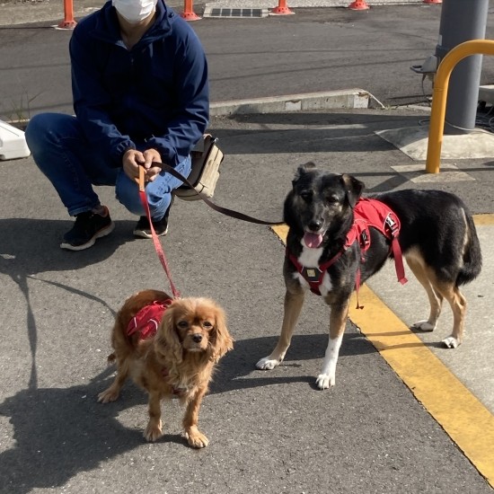 パパとお散歩中（田形さん提供）