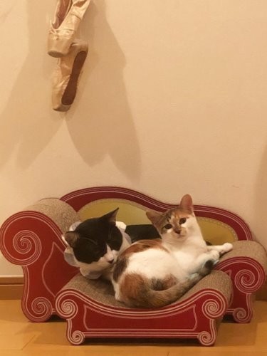 保護猫ましろとよつば　（maiさん提供）　