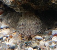 水ノさんイチオシの「ショウキハゼ」（提供：水ノさん）