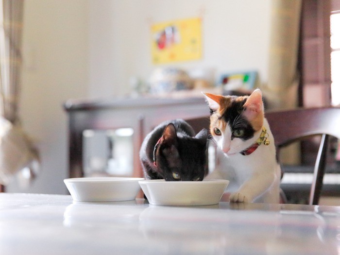 私の分取らないでよ。アリスがガッつく。