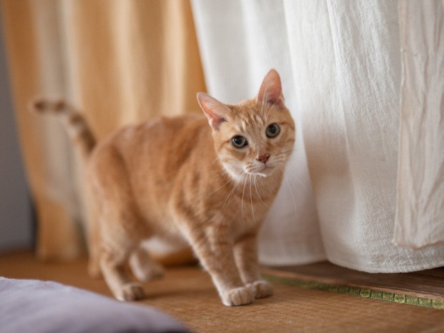 猫のために何ができる 愛猫をあっけなく失った飼い主が 考えた末に決めたこと 犬 猫との幸せな暮らしのためのペット情報サイト Sippo