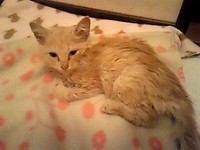 保護された当時のみいちゃん...文字通り骨と皮だけでした。