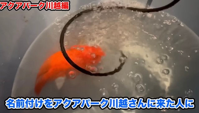 アクアパーク川越で展示されることに／あらかわさん（@Arakawa455）提供