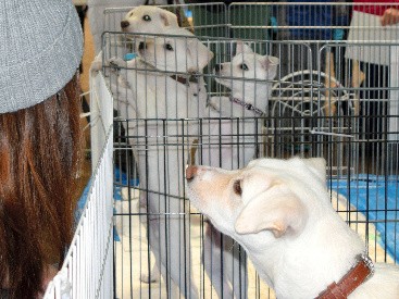 札幌の殺処分ゼロ、３年　大学や民間団体とも協力