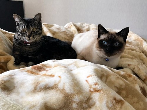 いつも抱き合って眠ってるニャン！　仲良しのハウルとマロン