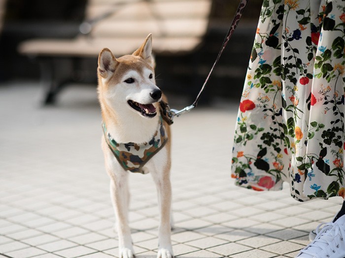 「ママ、今日のスカート、ぼくのベストとよく合うね」（小林写函撮影）