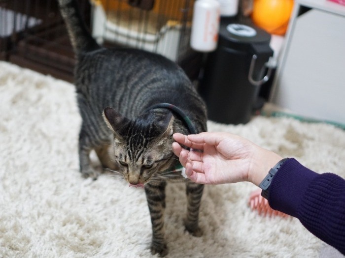 このお客さんはもうおぼえたぞ