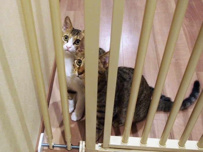 玄関までお見送りの2匹