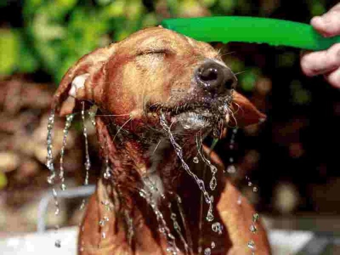 水をかけられて、ホッと一息
