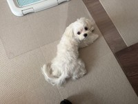 マルチーズのくるみさん