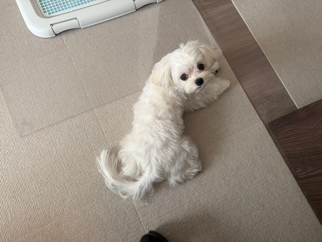 マルチーズのくるみさん