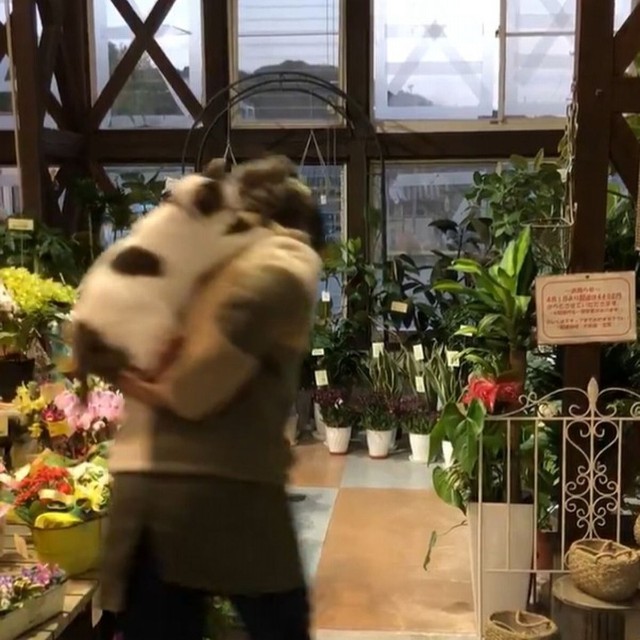 「おんぶ大好きニャ～」花屋の看板猫さんが話題に（画像提供：こもぎぎさん、動画よりキャプチャ、画像を一部トリミング）