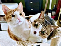 ひとつのハンモックにぎゅっ！ 仲良く収まる（左から）タルトくん、ショコラくん（画像提供：ショコタルさん）