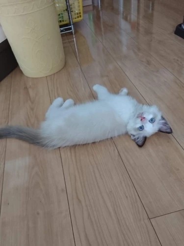 家にきたころの「みーちゃん」