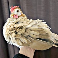 生後5カ月、立派なニワトリに成長しているゴマちゃん（画像提供：ぴいちょさん）