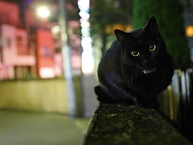猫をうまく撮るコツ　習性知り、ピントは目、ローアングル…
