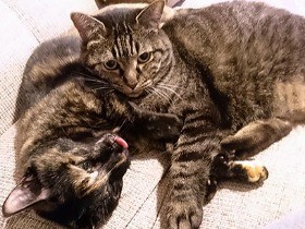 猫みたいに生きてみたい！？　猫を見ながら人生を考えた