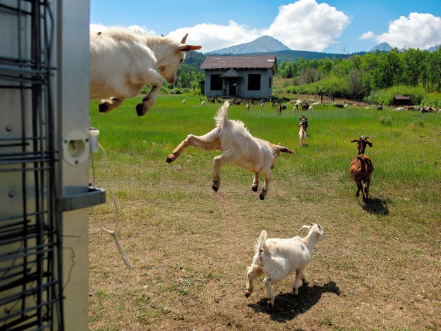 山火事対策 ヤギにおまかせ アメリカ政府も注目する そのノウハウ 朝日新聞globe 山火事対策 ヤギにおまかせ アメリカ政府も注目する そのノウハウ 朝日新聞globe