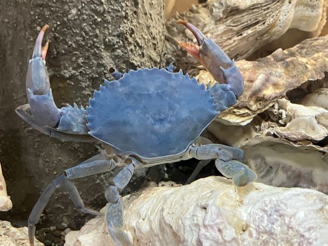 すっかり青くなったカニ ※イシガニさん提供