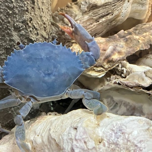 すっかり青くなったカニ ※イシガニさん提供