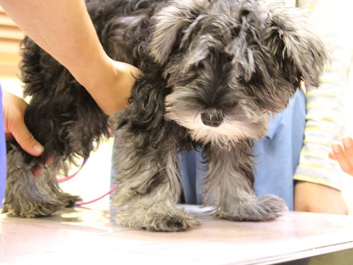 体をあちらこちら触られても平気だよ